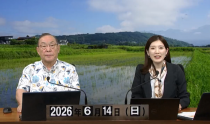 KOLIVE1315